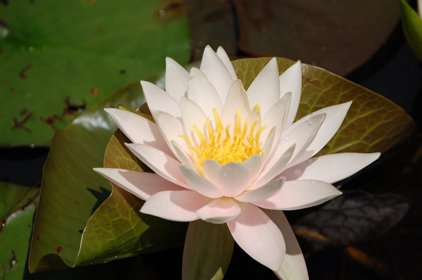 A white water lily floating on water