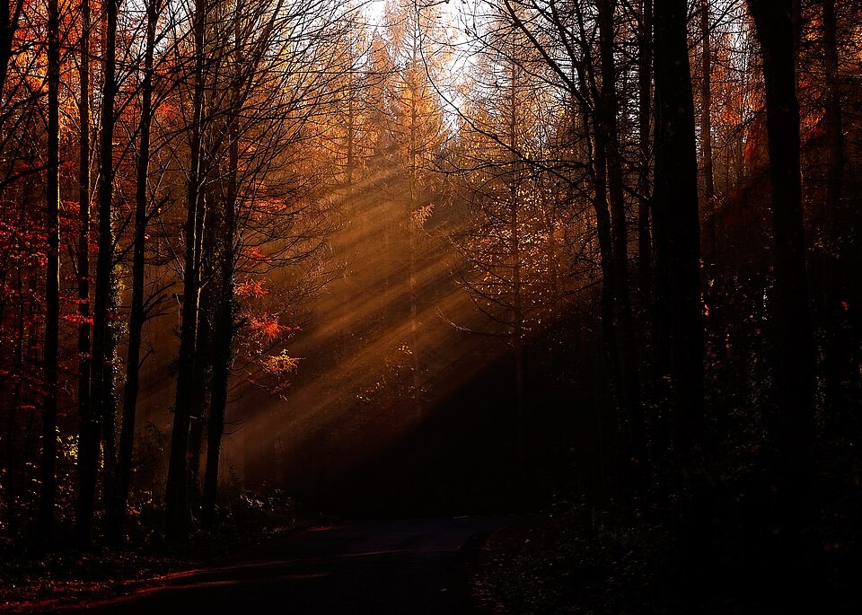 Golden sunlight streaming across a wooded path